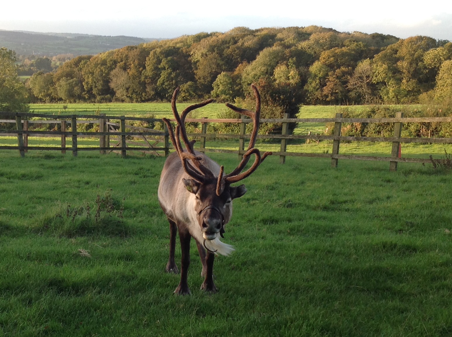 Christmas tree farm launches in Exeter The Exeter Daily